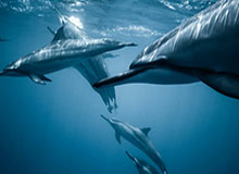 华体会官方网站-维特尔献歌告别法拉利 获赠巨型分站冠军纪念奖杯